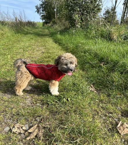iEnergy™ OSC isolierende und warme Outdoor-Hundejacke mit Fleece-Innenfutter, windabweisender, ultraleichter und reflektierender Hundemantel, Ganzjahres-Hundeviespullover (Rot, Extra Groß)
