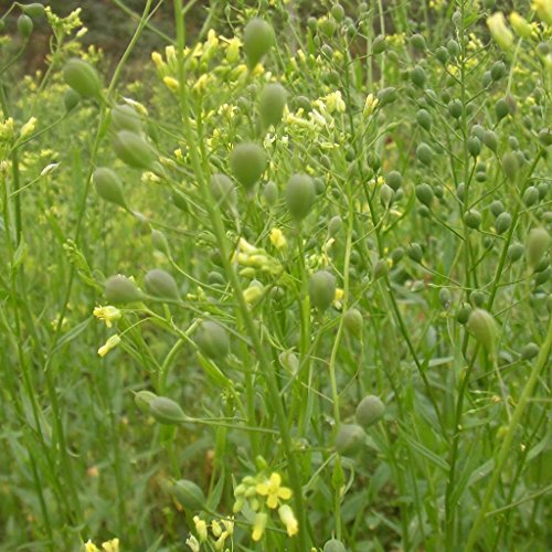 Camelina Seeds (Camelina Sativa) 50+ Rare Medicinal Herb Seeds in FROZEN SEED CAPSULES, for The Gardener and Rare Seed Collector, Plant Seeds Now or Save Seeds for Years