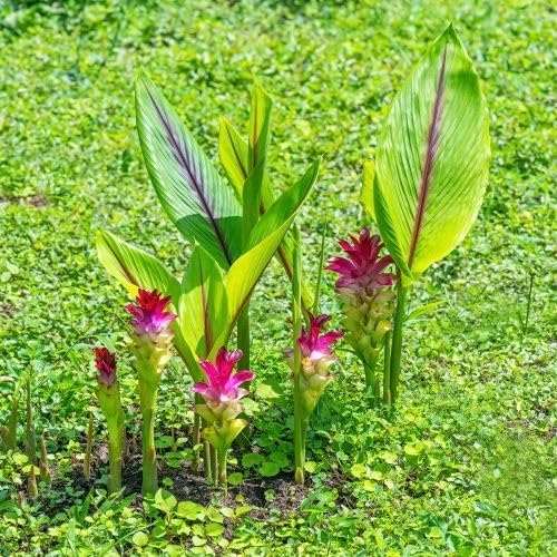 Black Turmeric Curcuma Caesia Medicinal Healthy Live Plant | 1 Live healthy plant
