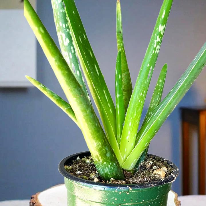 4in Aloe Vera, Beautiful Succulent, Live Real Succulent, Indoor Plant, Real Plant, Live Plant, Gifts for Special Occasions, Home Decor, Elegant Plant — view 4