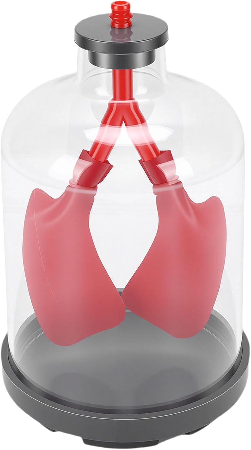 Hyuduo Human Lung Model Anatomical Respiratory System Model with Transparent Chest Cavity for Science Classroom Teaching