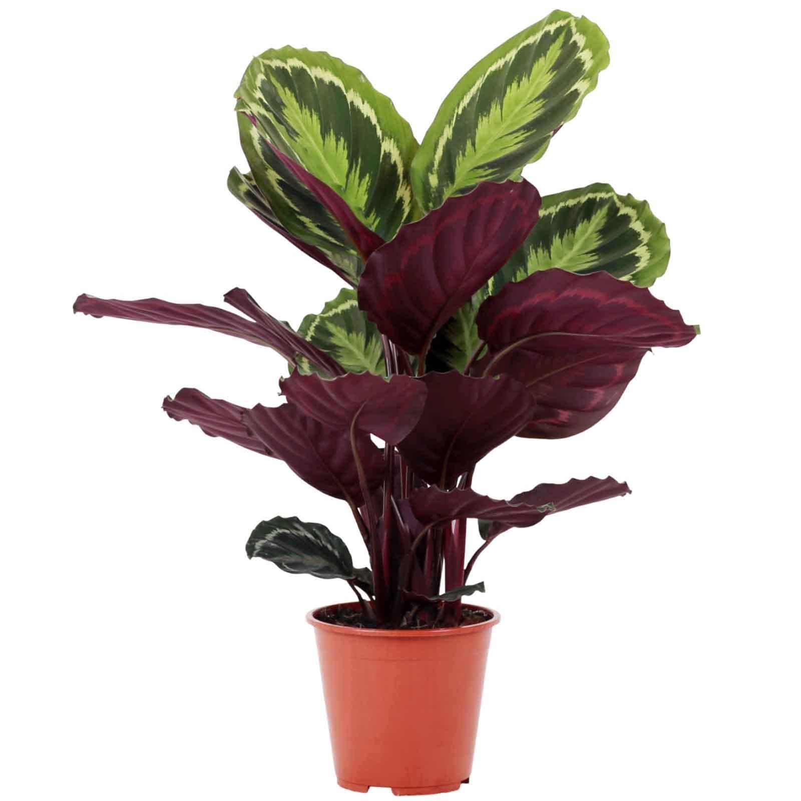 Calatea Medallón Planta Natural con Patrón de Color Único Calathea Medallion