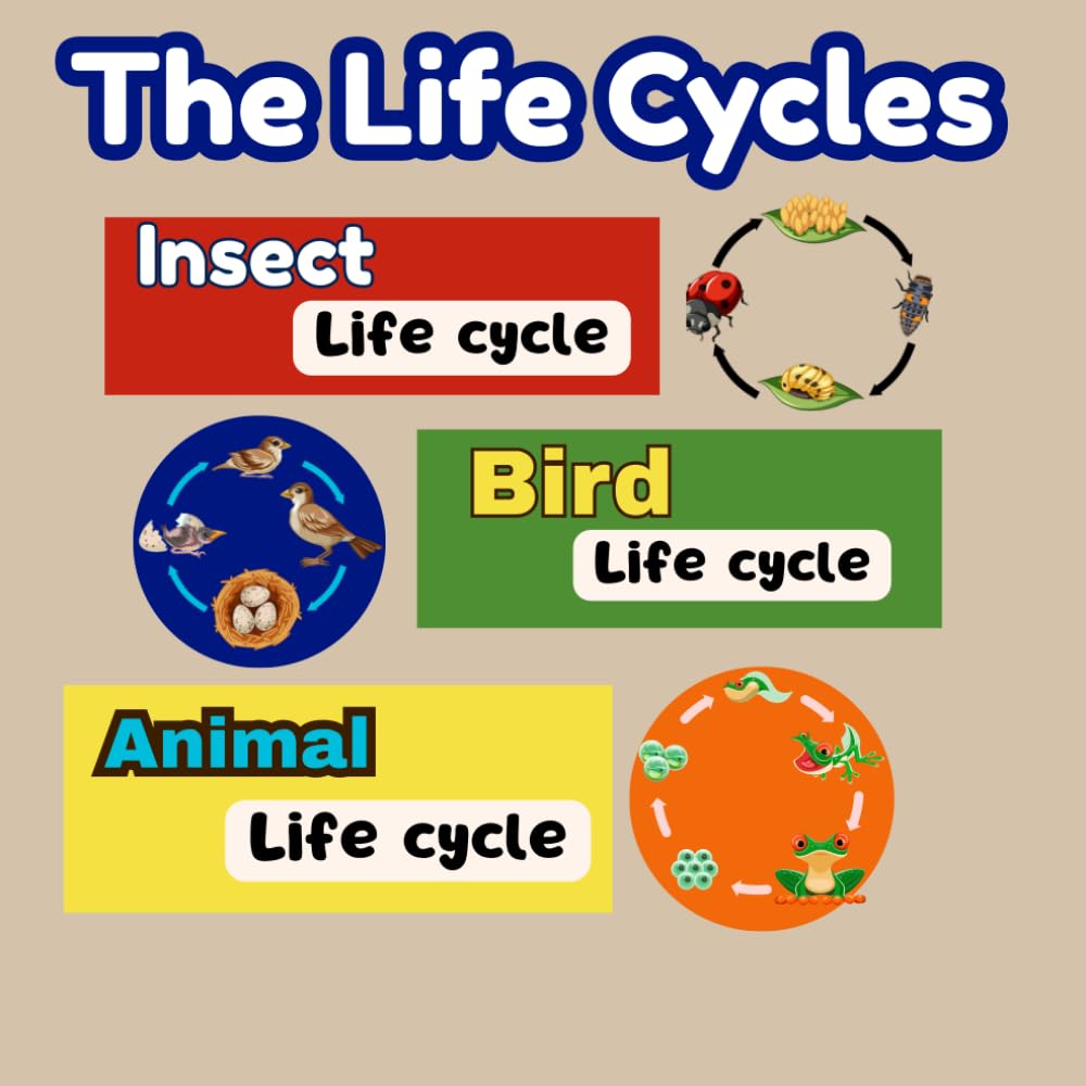 The Life Cycles