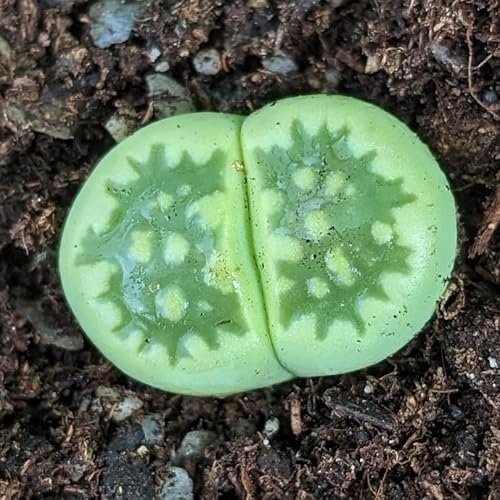 Lithops julii Fullergreen - Sunnyplants, Lithops rares, Plantes Lithops, Plantes succulentes, Plantes Lithops julii Fullergreen, Pierres vivantes, Lithops