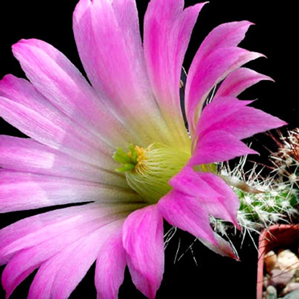 100 Semi Di Cactus Mix - Piante Grasse Per Giardino E Interni, Alto Tasso Di Germinazione