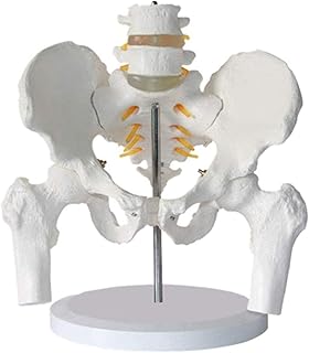 Study Model Human Skeleton Model, Two Lumbar Vertebrae with Pelvis with Half Leg Bone Model Pelvis Model Human Skeleton SaiFei