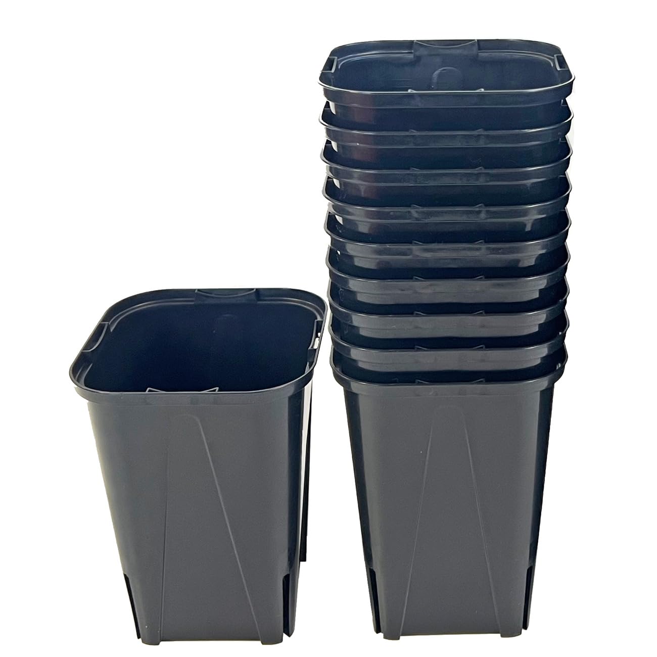 Ｅ【蕾付き】デッドストック♡ハルナ♡ブルーローズ／芽接ぎ苗／5号ロングスリット鉢 E【蕾付き】デッドストック♡ハルナ♡ブルーローズ／芽接ぎ苗