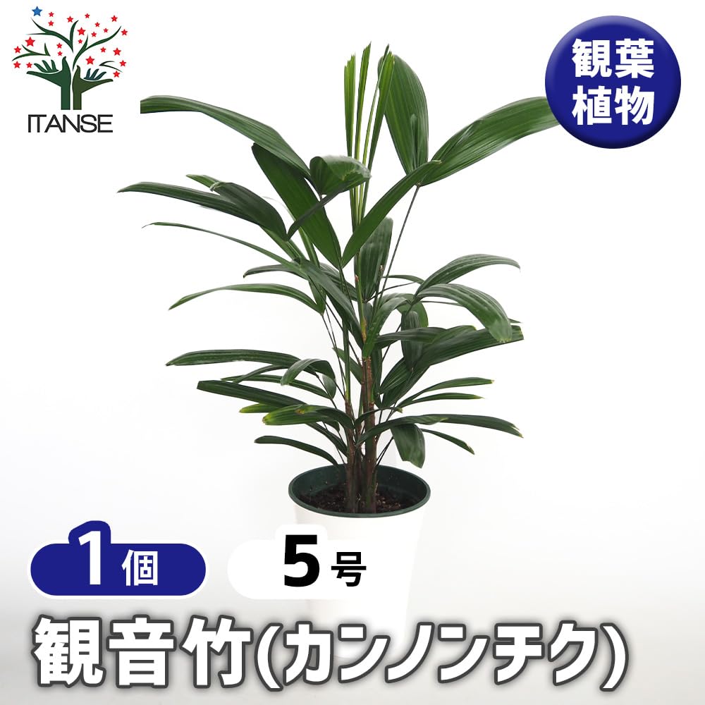 Amazon｜ITANSE 観音竹 (カンノンチク) 5号 1個売り｜観葉植物