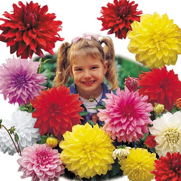 国華園 春植え球根 ダリア 切花向き大輪セット 5色5球 各1球 22年春商品