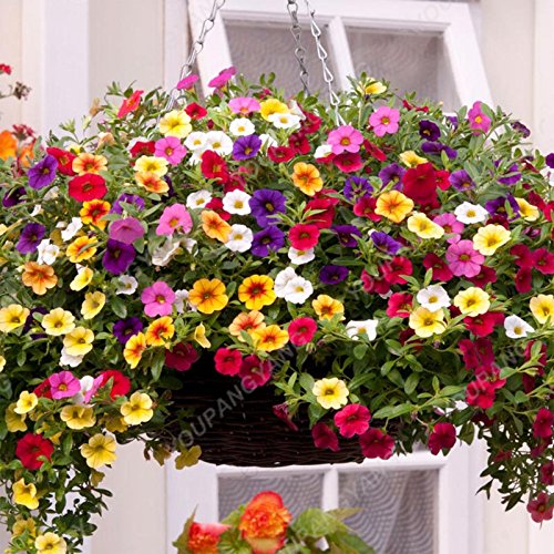 Graines de pétunia de couleurs mélangées pour bonsaï, belles graines de fleurs, plantes de jardin, graines de pétunia, balcon, cadeau rare pour la décoration de la maison, prune Paquet de 500 graines