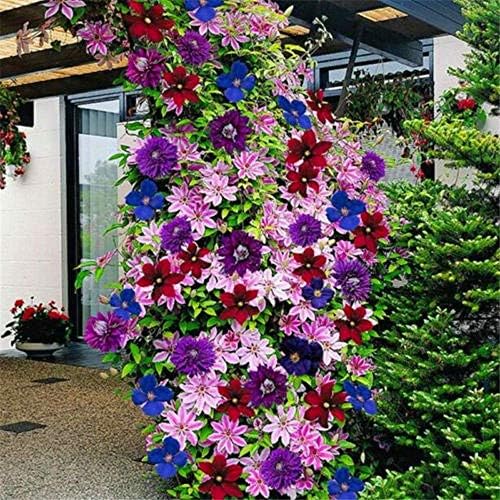 50pcs 24 Colors Mixed Clematis Climbing Plants Seeds Flower Home Garden Decor