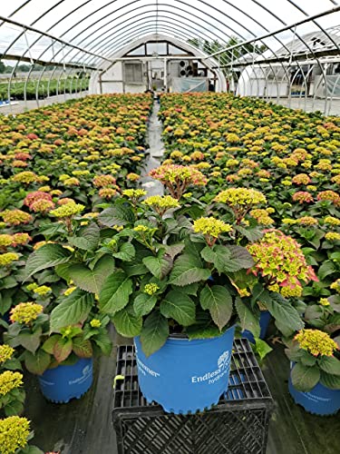 Live Plant From Green Promise Farms Hydrangea Endless Summer Crush (Bigleaf) Shrub, 3-Size Container, Red Or Purple Flowers #TOP5