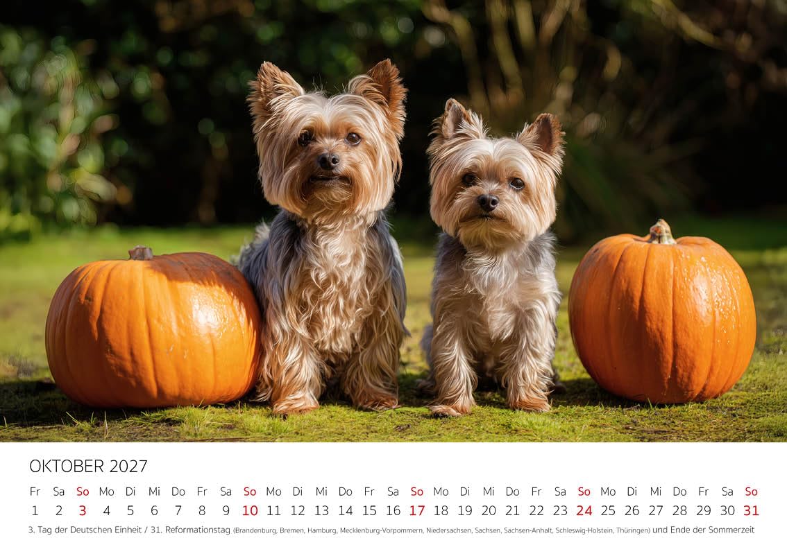 Edition Seidel Kalendarz premium dla małych towarzyszy Yorkshire Terrier 2027 format DIN A4, kalendarz ścienny niemiecki pies szczeniak mężczyzna kobieta