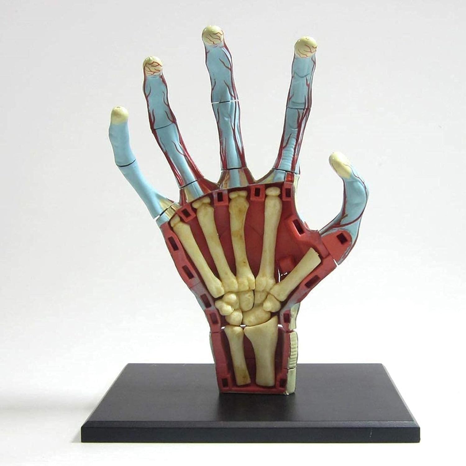 Amazon.co.jp: 教育模型手解剖分解解剖模型28点人体手血管筋肉解剖模型