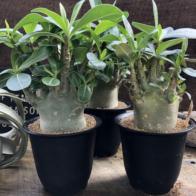 アデニウム　アラビカム　タコ足　大株 アデニウム アラビカム 大株③ アデニウム アラビカム タコ足 大