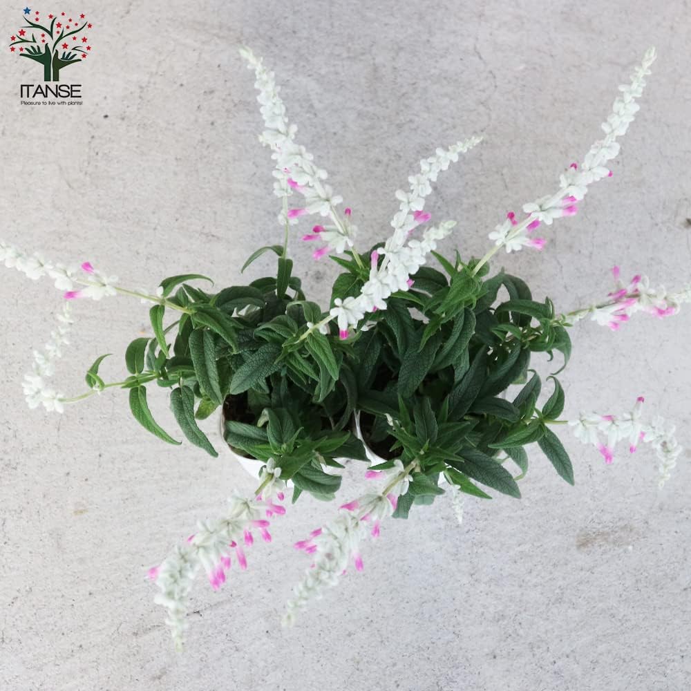 Amazon Co Jp サルビア レウカンサ ピンクアメジスト 3 5号ポット苗 1個売り 品種で選べる花苗 学名 Salvia Leucantha シソ科サルビア属 半耐寒性宿根草 爽やかな色合いの白と淡いピンクの可愛い品種です アメジストセージはふかふかとしたビロードのような花が