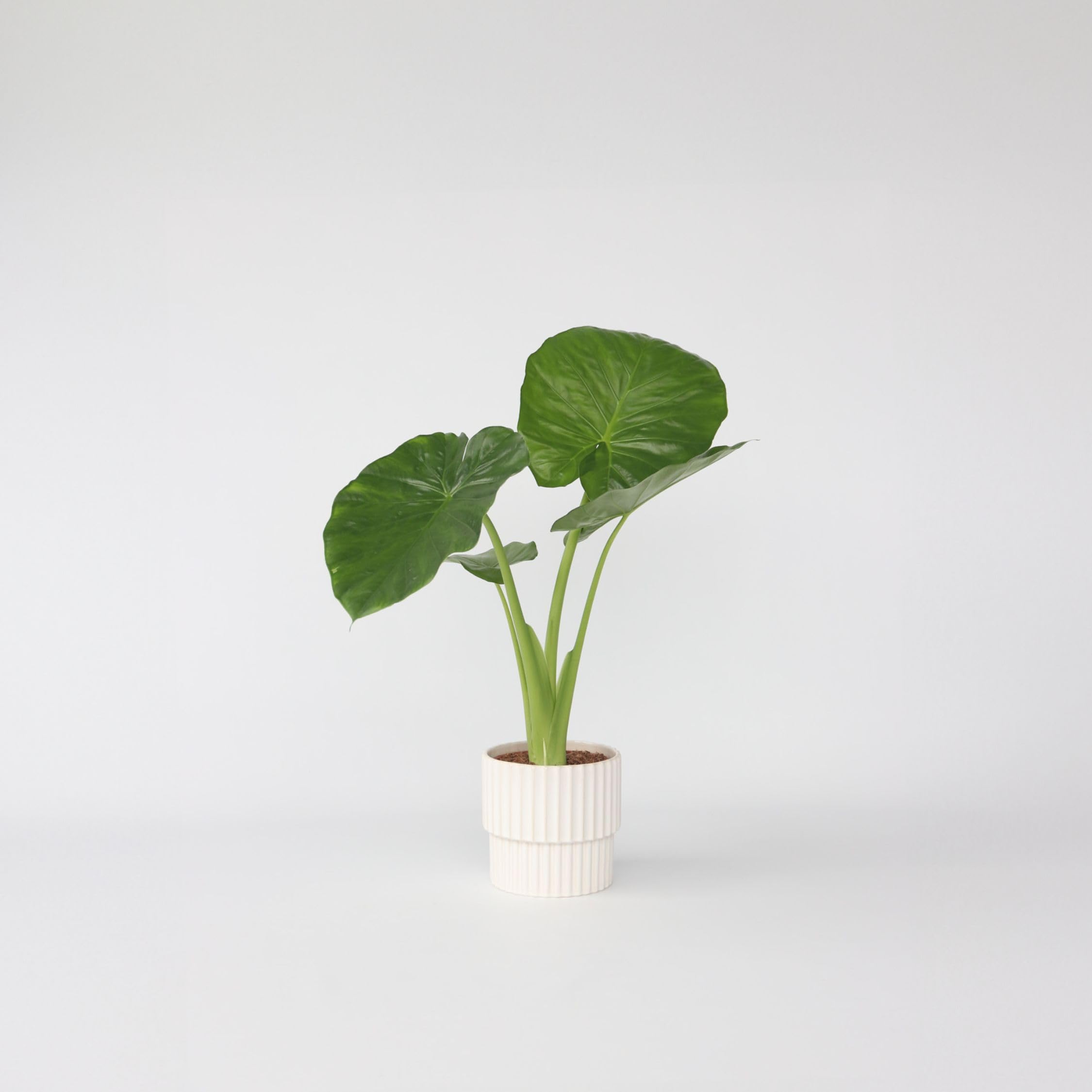 Plant in a Box - Alocasia Odora - Hermosa Planta de interior verde - Maceta 17cm - Altura 55-75cm