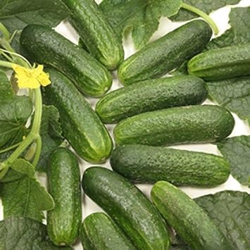 Diamant F1 Hybrid Cucumber Seeds 95 Seeds Seeds for Planting, Farm, Growing in Garden, Greenhouse, Vegetable, Fruit