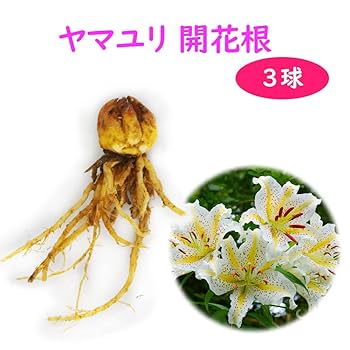 ヤマユリ　山百合　球根 NAO ヤマユリ 山百合 球根 NAO ユリ（百合）：ヤマユリ（山百合