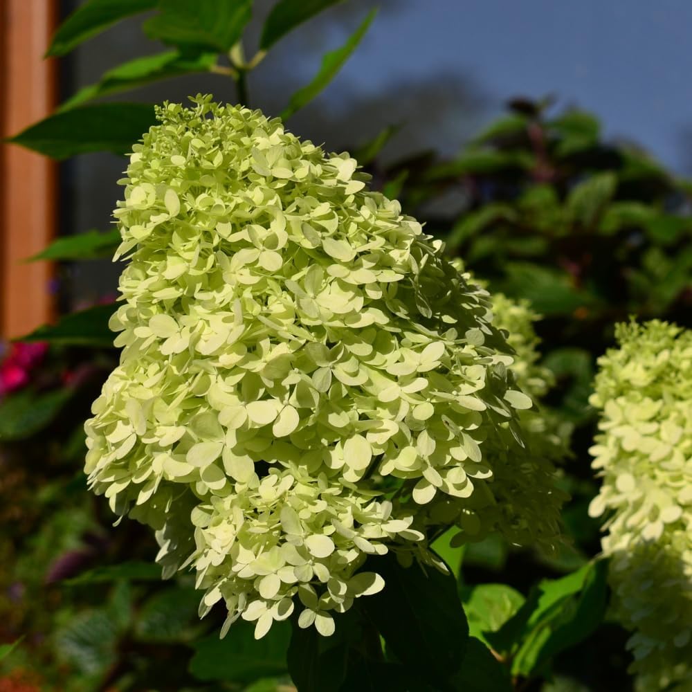 Lime Hydrangea Live Hydrangea Plant, White Flower Plant for Outdoor Planting, Approx 6-10 Inch Tall in 2.5 Inch Pot