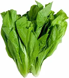 Sementes de Hortaliças, Variedades Diversas, Monte seu Kit Personalizado (Almeirão Folha Larga 30 Sementes)