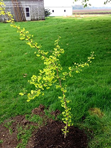 Golden Ginkgo Beijing Gold 1 - Year Live Tree #TOP5