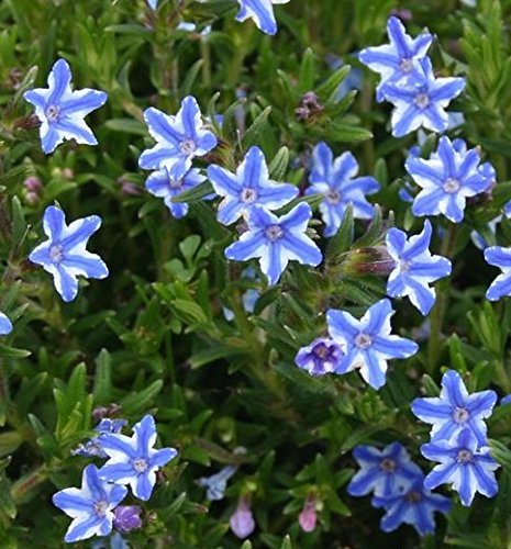Lithodora Diffusa Blue Star Perennial Garden Alpine Plug Plants Pack x6