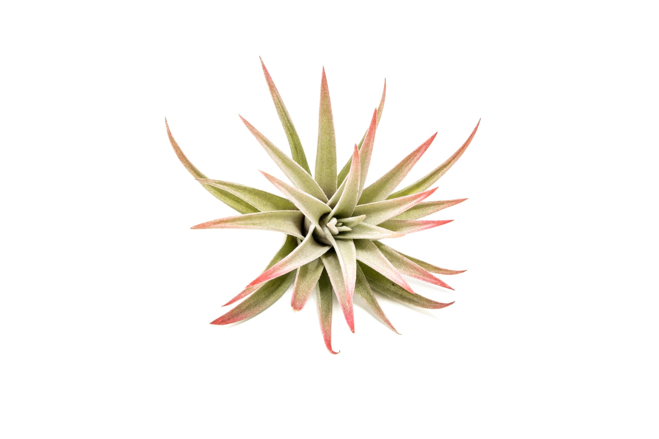 Red Colorful Tillandsia Air Plants - Long Lasting Color Enhanced Live Tillandsia Succulent House Plants - Home and Garden Decor - Easy Care Indoor/