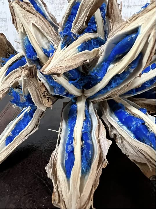 Amazon.co.jp: 旅人の木の種 青い 宝石 観葉植物 置物 タビビトノキ