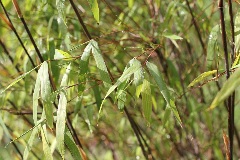 Golden Hills Farm Black Cherry Bamboo Seeds 100 seeds (B07PPPFHGD) Amazon Price History, Amazon Price Tracker