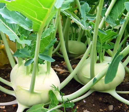Forest Corner Fresh Kohlrabi Cabbage turnip German Turnip 3 LBS