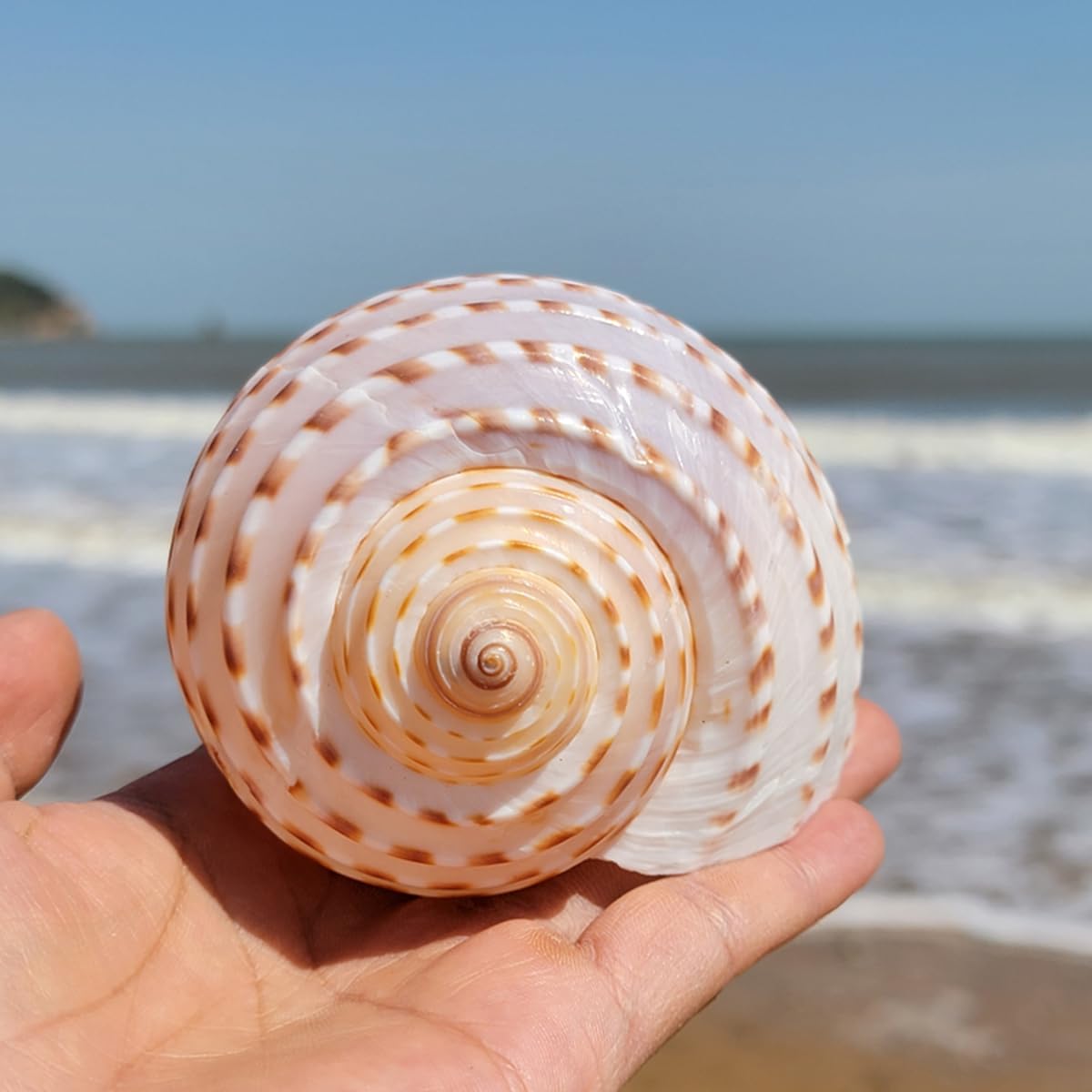 Muscheln, Gepunktete Muscheln, 1 Stück, große, seltene Meeresmuschel, 8–12 cm, perfekt for Heimdekorationen, Aquarien(10~12cm)