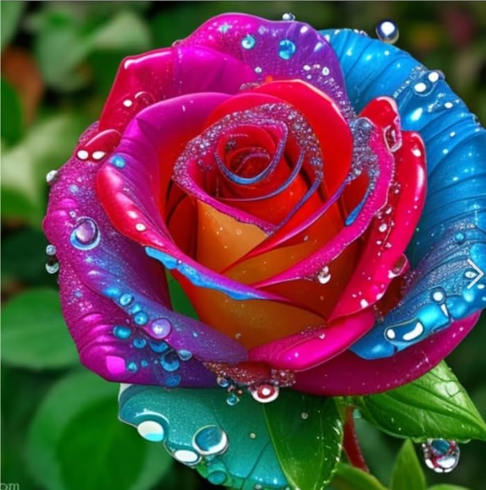Eleganza Bulbi di Rosa - Perenne, Colori vivaci, Bassa Manutenzione, Decorazione d'Interni-5 Bulbi-E