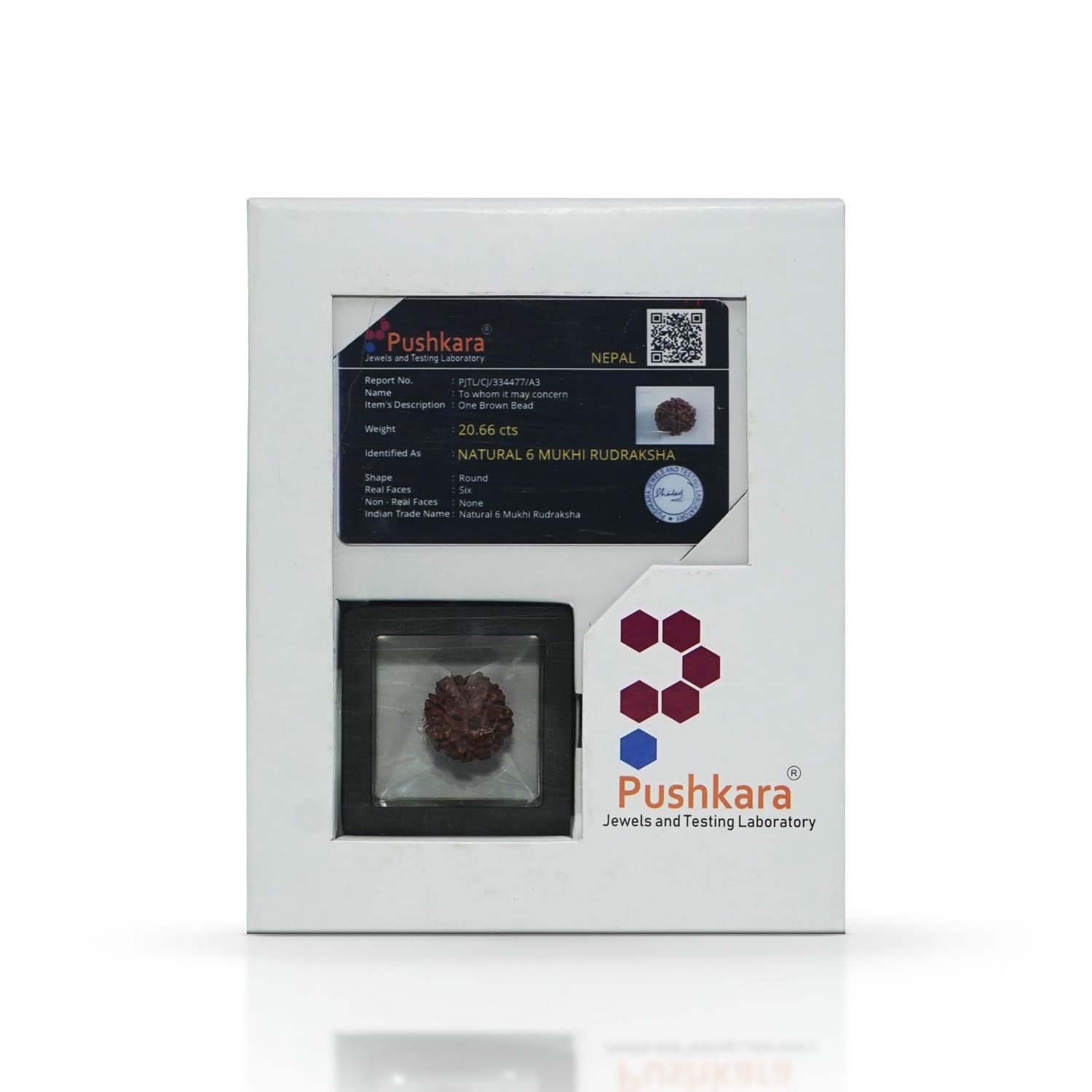 Nepal Rudraksha Pendant - 6 Mukhi - Positive Energy -2 Nepal Rudraksha Pendant - 6 Mukhi - Positive Energy -2