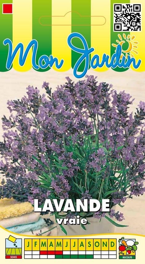 Sachet de graines de Lavande Officinale, Lavande Vraie - 1 g - fleur vivace - LES GRAINES BOCQUET