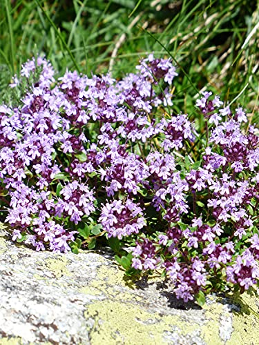 Thymian Samen Deutscher Winter - aromatisches Gewürz ideal für mediterrane Küche – winterhart mehrjährig & pflegeleicht - Bienenfreundlich - niedriger Wasserbedarf – Lange Blütezeit & einfache Aussaat