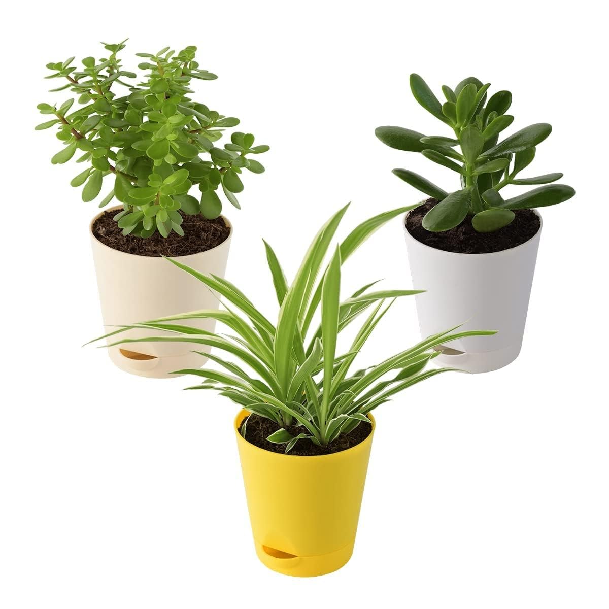 Greenursery Combo of 3 Succulent Indoor Live Plants for Home with Plastic Pot (Jade (Button), Spider & Crassula) (B0D3BCLXTP) Amazon Price History, Amazon Price Tracker
