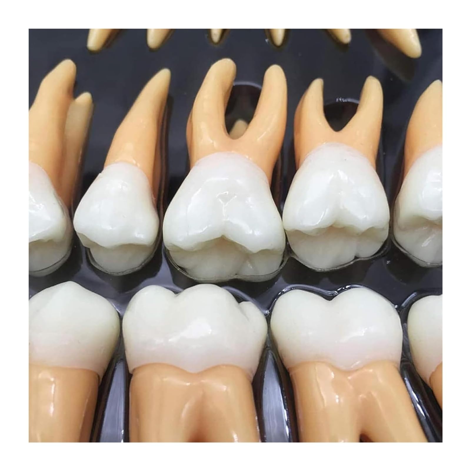 Model zębów dentystycznych powiększony 2,5 razy - 32 szt. Zestaw zębów dla dorosłych z etui do przechowywania, powiększone dwukolorowe zęby Narzędzia edukacyjne i dydaktyczne