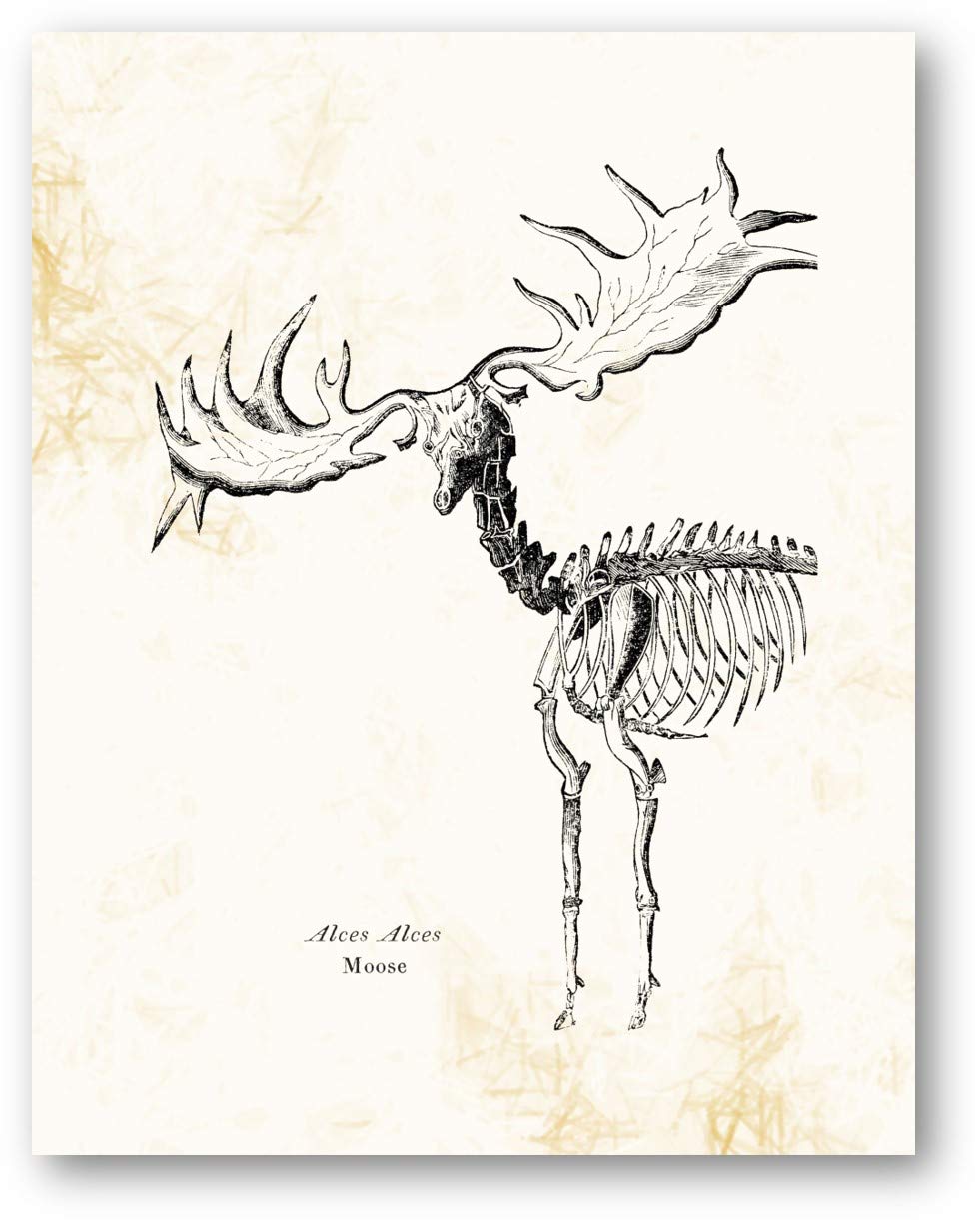 Ramini Brands Alces Alces Moose Animal Skeleton Vintage Drawing - Living Room, Office, Bedroom Decor - Cabin Artwork - 11 x 14 Unframed Print - Great Gift for Hunters, Zoologist, Archaeologist