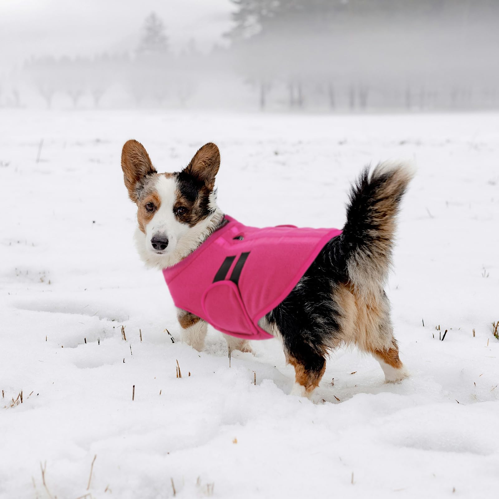 Queenmore Hundepullover Fleece Pullover Hundemantel Winter, Hundepullover Kleine Hunde,Hundeweste Wintermantel Hunddackel, Pullocver Chihuahua, Bulldog, Greyhound, Rosa, M