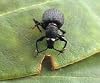 Nemasys vine weevil killer 12sq m - same-day despatch for Insects