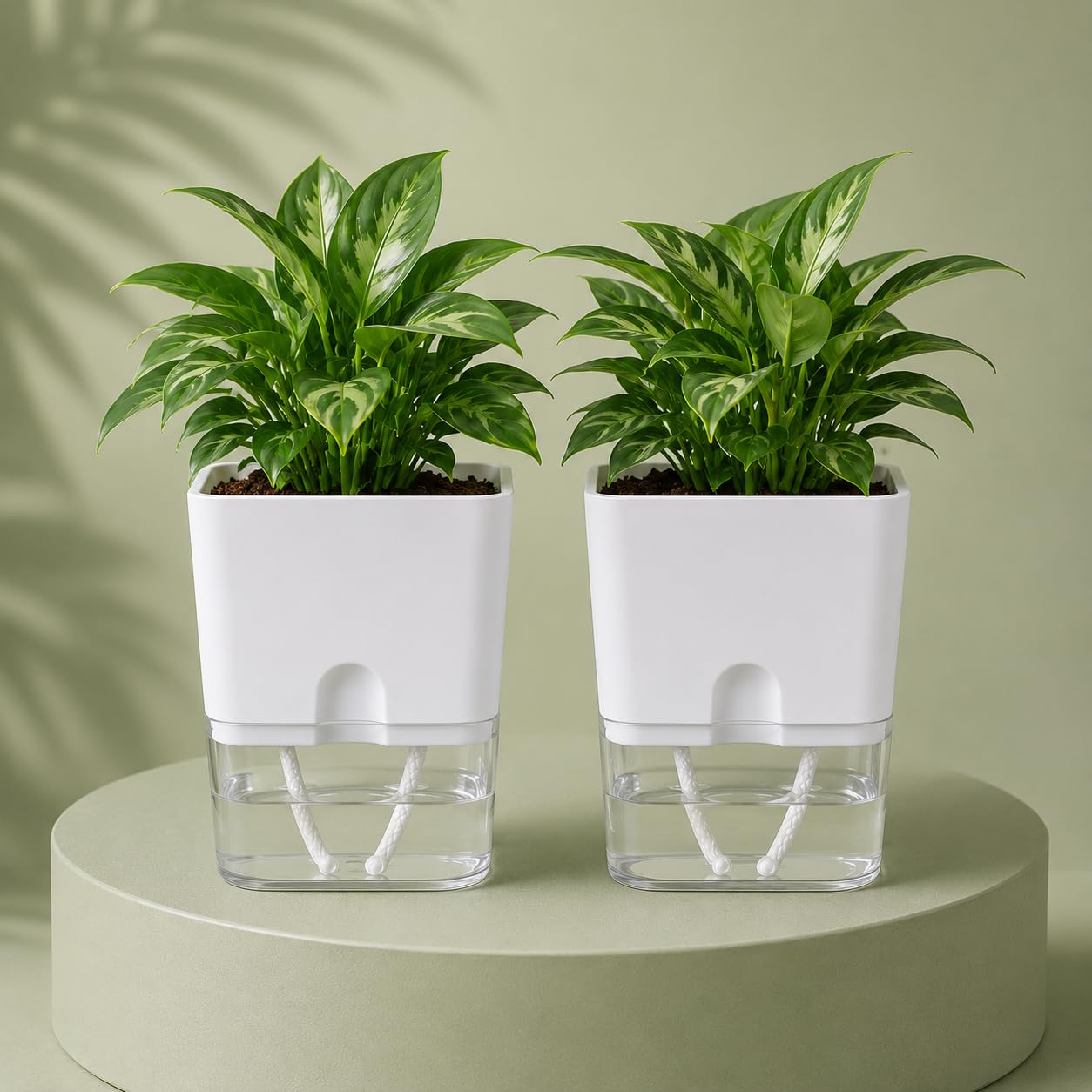 Casa De Amor Self Watering Pots for Indoor Plants | Home Decor, Living Room, Kitchen, Bedroom, Table Top, Office, Gifting | Plants not Included (White, Pack of 2)-image-16