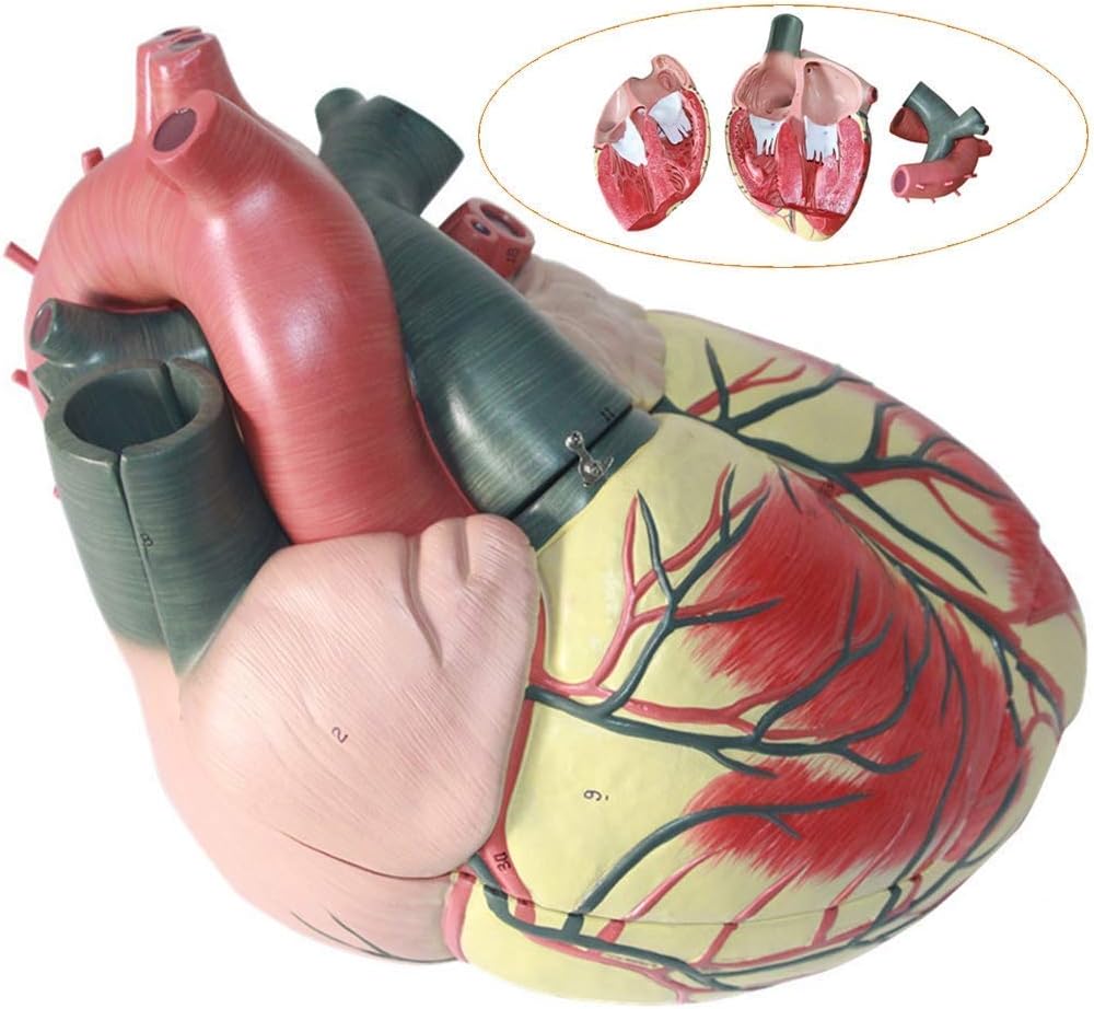 Educational Model Human Heart Model Learning Resources Soft Foam Cross-Section Cardiac Structure Model for Cardiology and Human Organ Anatomy Model