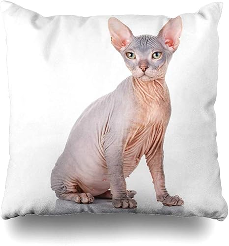 Fundas de almohada, fundas de almohada Sphynx calvo raza de gato sin esfinge, vida silvestre desnuda, naturaleza, funda de cojín de raza pura, funda