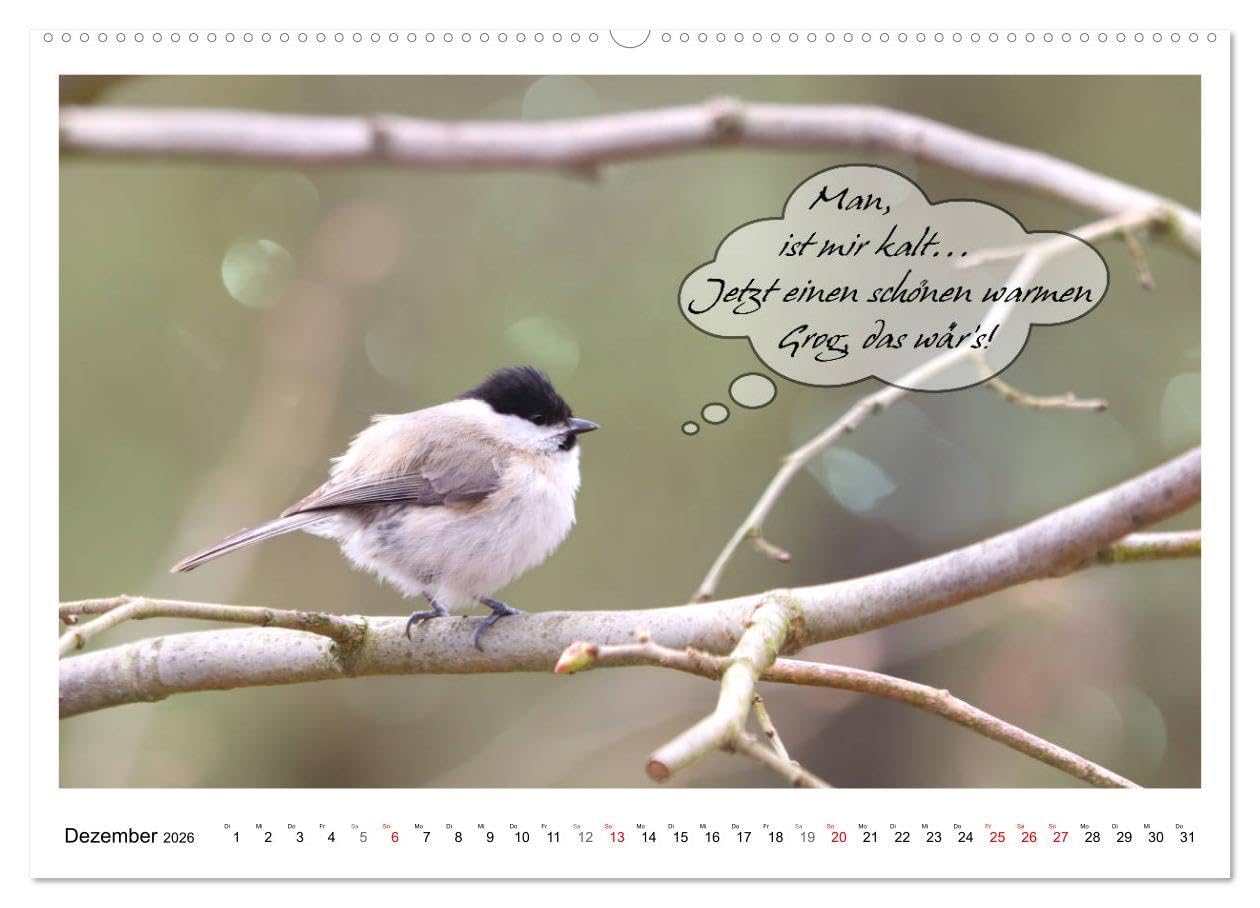 Vögel mit Humor (hochwertiger Premium Wandkalender 2026 DIN A2 quer), Kunstdruck in Hochglanz: Lustige Sprüche aus frechen Schnäbeln (CALVENDO Spass)