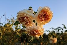 Review Image by Nicholas Hollars Nicholas Hollars