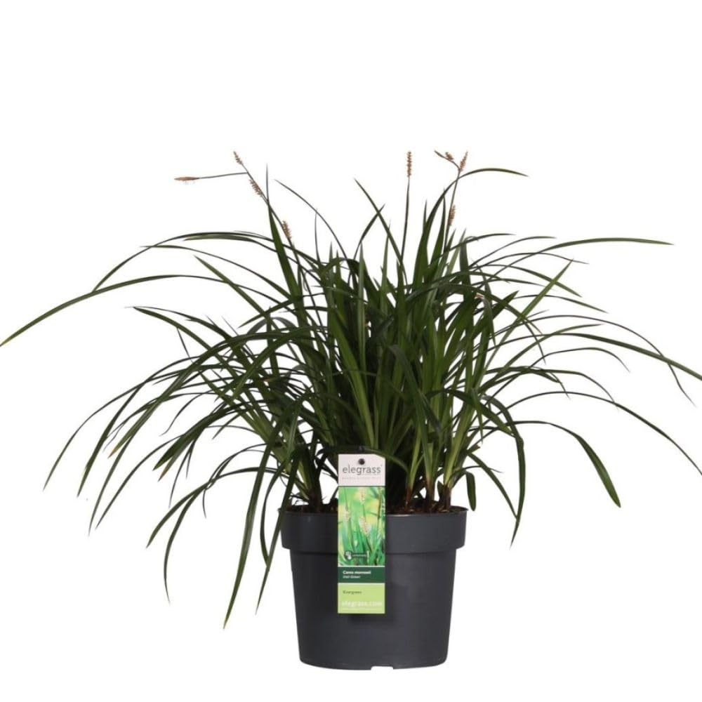 Carex morrowii 'Irish Green' - Evergreen Japanese Sedge for Winter Containers and Ground Cover – 3X 14cm Potted Plant by Thompson & Morgan