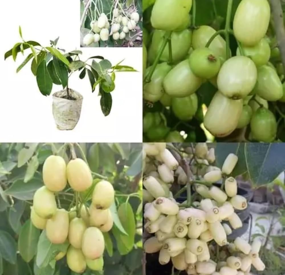 Thailand Jamun Fruit Tree - Grow Your Own! -3 Thailand Jamun Fruit Tree - Grow Your Own! -3