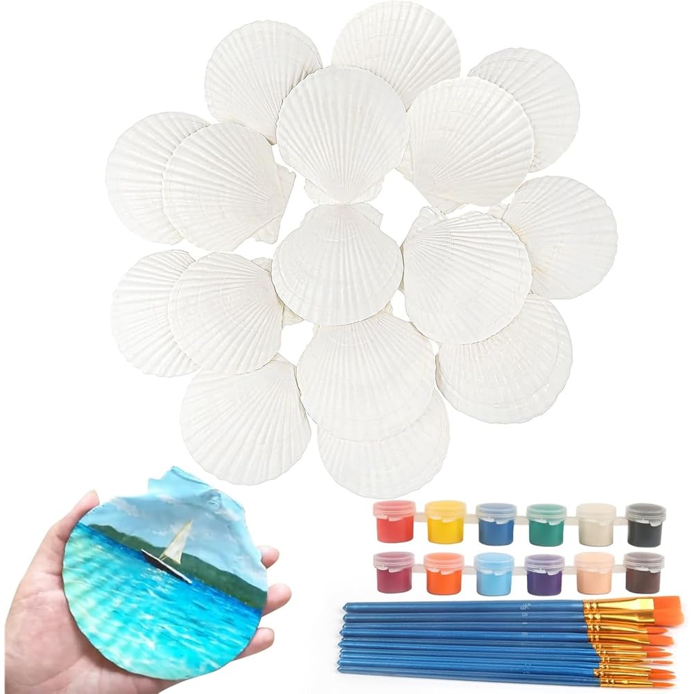 Grandes coquilles de pétoncle de 4" à 5" de Scallops Sequet pour loisirs créatifs bricolage
