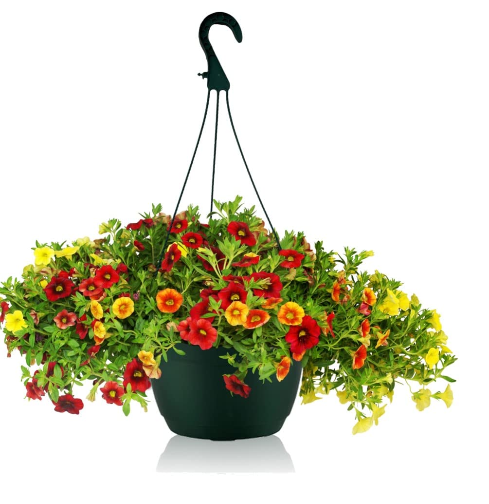 Olly & Rose Hängende Blumentöpfe, 25 cm, frostsicher, Kunststoff, zum Aufhängen, für drinnen und draußen, kommerziell (5 x dunkelgrün, 25 cm)